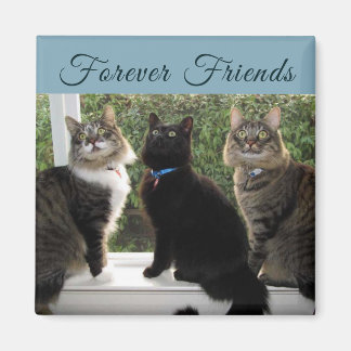 Aimant Trois amis de chat dans l'aimant de la fenêtre