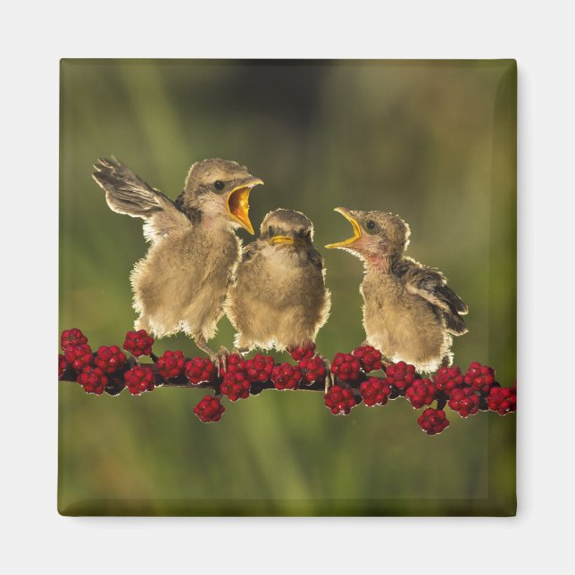 Aimant Trois bébés Oiseaux Lanius Schach (Devant)