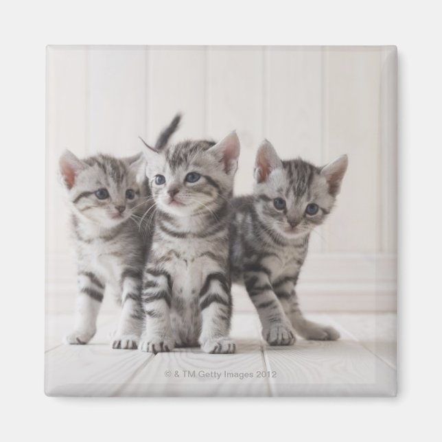 Aimant Trois chatons à courte distance américains (Devant)