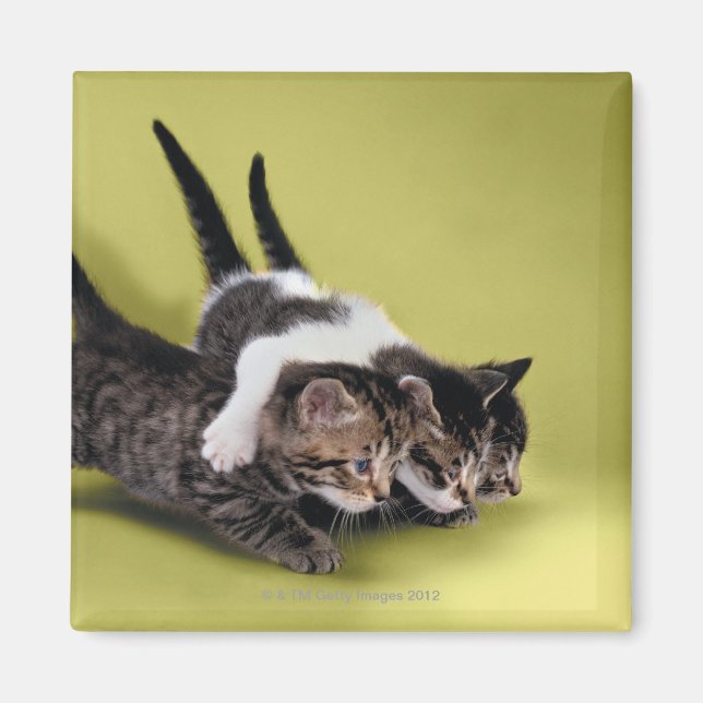 Aimant Trois chatons se serrant dans leurs bras (Devant)