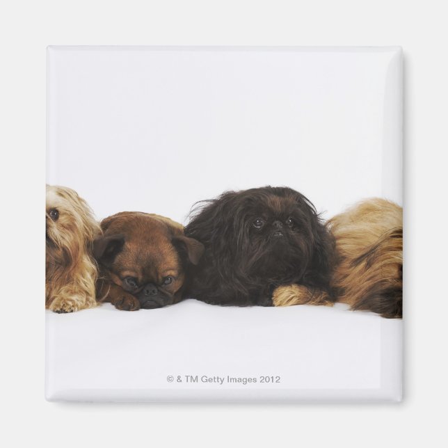 Aimant Trois chiens Pekingese et un seul Carlin allongé (Devant)