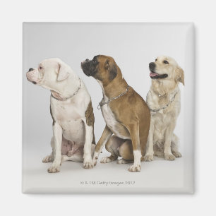 Aimant trois chiens qui cherchent tous à droite