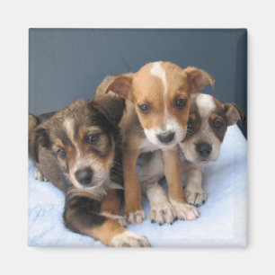 Aimant Trois chiots