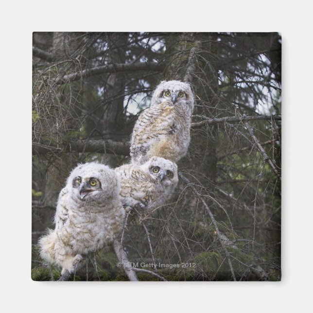 Aimant Trois chouettes à cornes (Bubo Virginianus) (Devant)