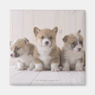 Aimant Trois Corgi gallois