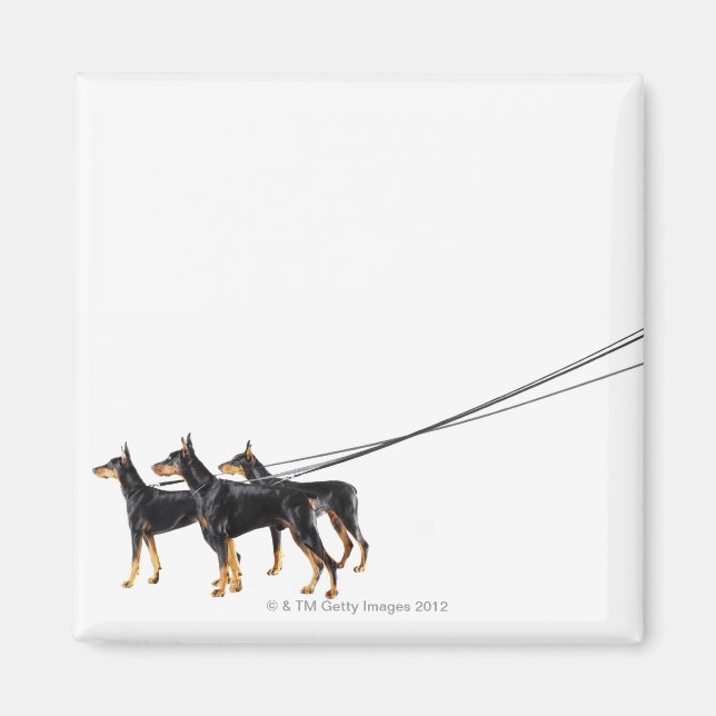 Aimant Trois Dobermans en laisse (Devant)