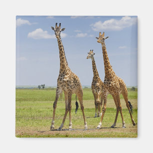 Aimant trois girafes de masai, camelopardalis de Giraffa