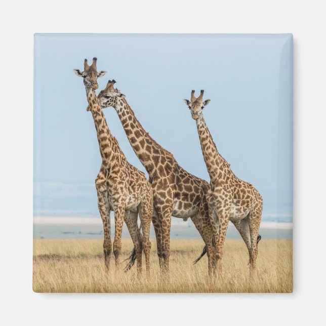 Aimant Trois girafes en pose (Devant)