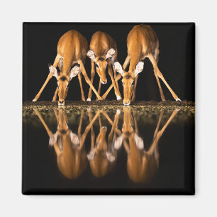 Aimant Trois impalas boivent ensemble la nuit