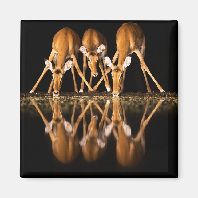 Aimant Trois impalas boivent ensemble la nuit (Devant)