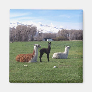 Aimant Trois lamas dans le domaine