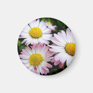 Aimant Trois marguerites rose et blanc