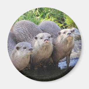 Aimant Trois mignonnes Otters Photographie de la faune