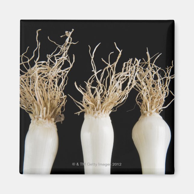 Aimant Trois oignons de printemps (Devant)