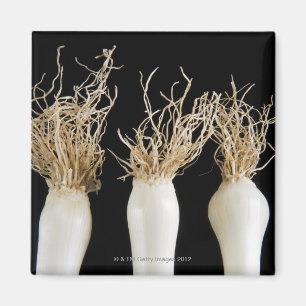 Aimant Trois oignons de ressort