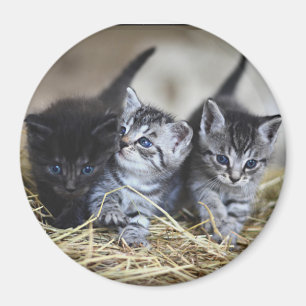 Aimant Trois Petits Chatons