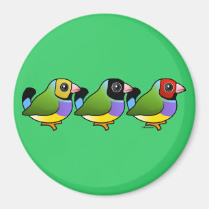 Aimant Trois pinsons de Gouldian
