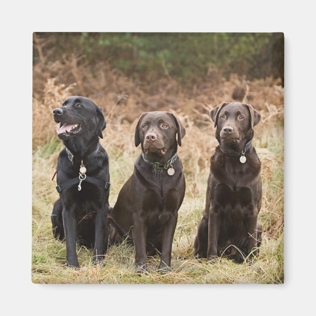 Aimant Trois récupérateurs Black Labrador (Devant)