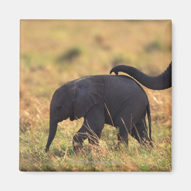 Aimant Tronc d'éléphant touchant la progéniture, Kenya, (Devant)