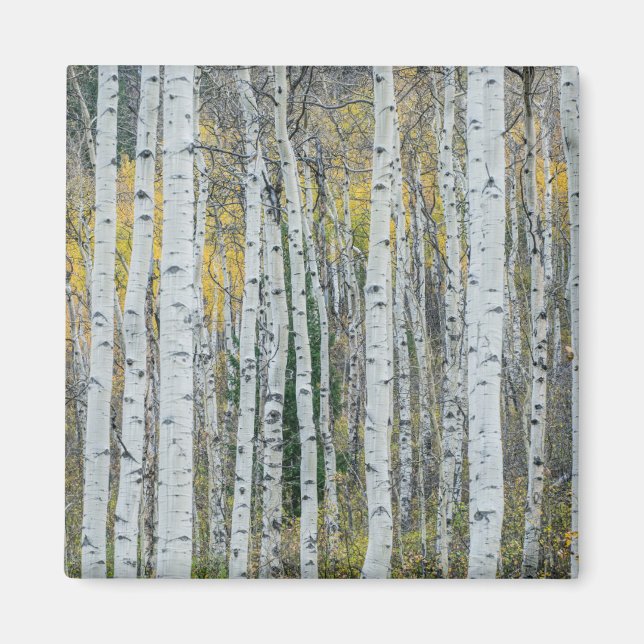 Aimant Troncs d'arbres trembles | Aspen, Colorado (Devant)