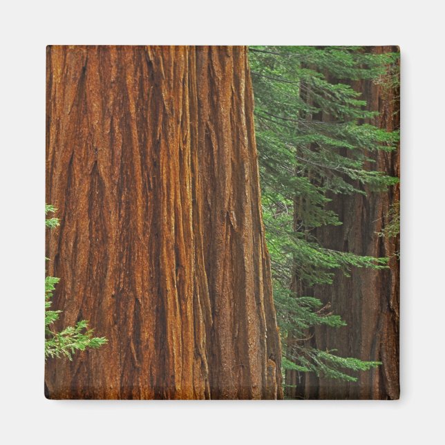 Aimant Troncs de séquoias géants en forêt, Yosemite (Devant)