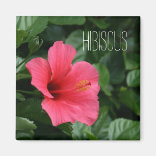 Aimant tropical rose de ketmie