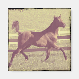 Aimant Trot arabe