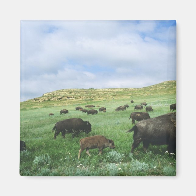 Aimant Troupeau de bisons broutant l'herbe de la prairie  (Devant)