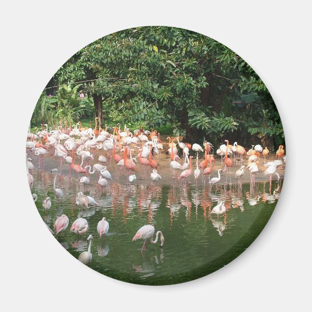 Aimant troupeau de flamants (Devant)
