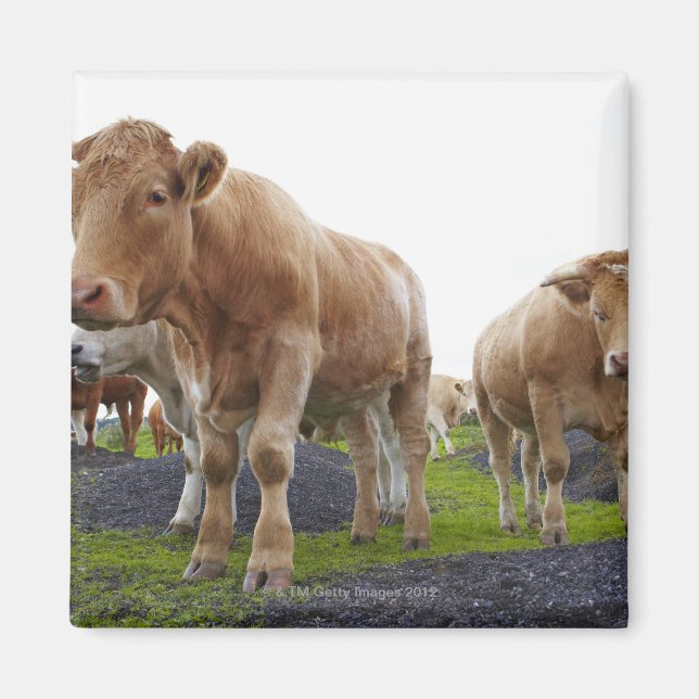 Aimant Troupeau de jeunes vaches blanches dans le champ é (Devant)