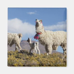 Aimant Troupeau de lamas décorés dans la Puna, montagnes 