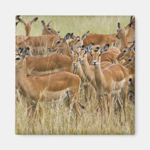 Aimant Troupeau d'impalas femelles, Masai Mara, Kenya.
