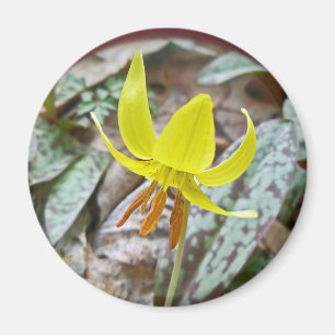 Aimant Trout Lily Fleur sauvage - Erythronium americanum