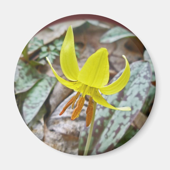 Aimant Trout Lily Fleur sauvage - Erythronium americanum (Devant)