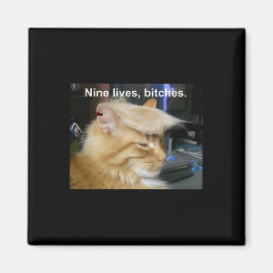 Aimant Trump Cat Nine vit drôle Trump 2024 Vote Électio