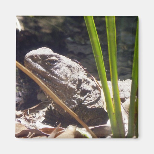 Aimant Tuatara (Devant)
