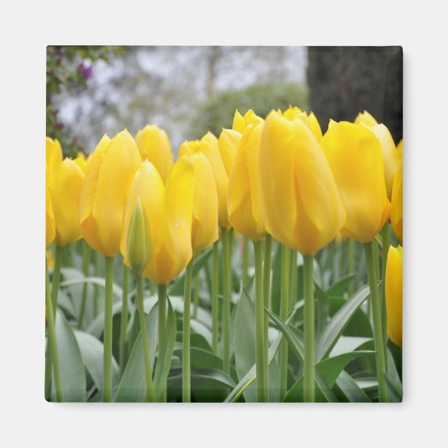 Aimant Tulières à ressort jaune (Devant)