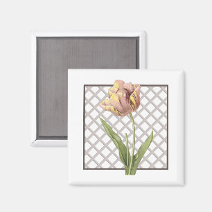 AIMANT TULIP