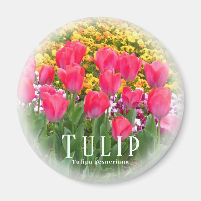 Aimant Tulip (Devant)