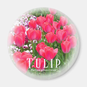 Aimant Tulip
