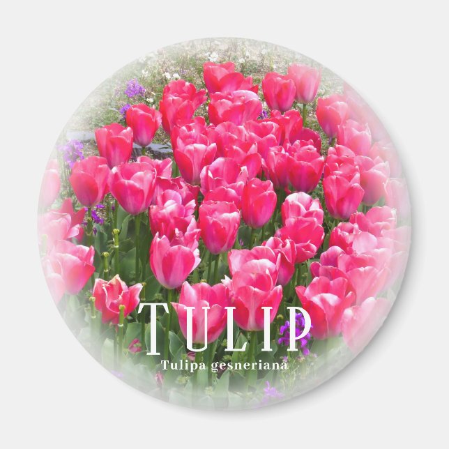 Aimant Tulip (Devant)
