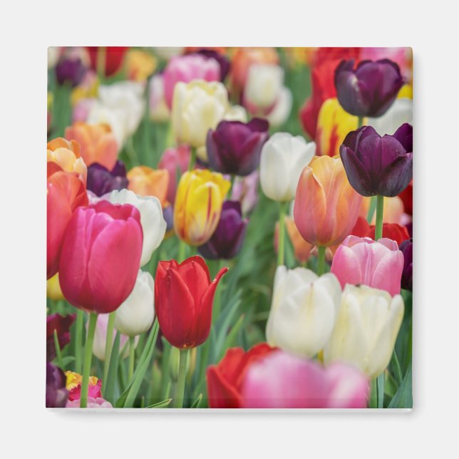 Aimant Tulip Fleurs de printemps Jardin Floral Jaune rose (Devant)