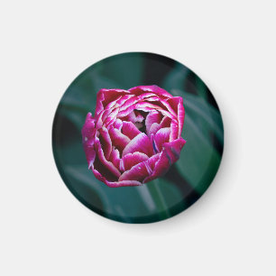 Aimant Tulip rose moisi