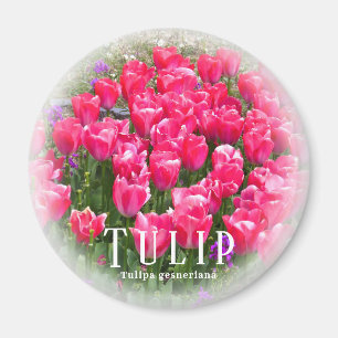 Aimant Tulipe