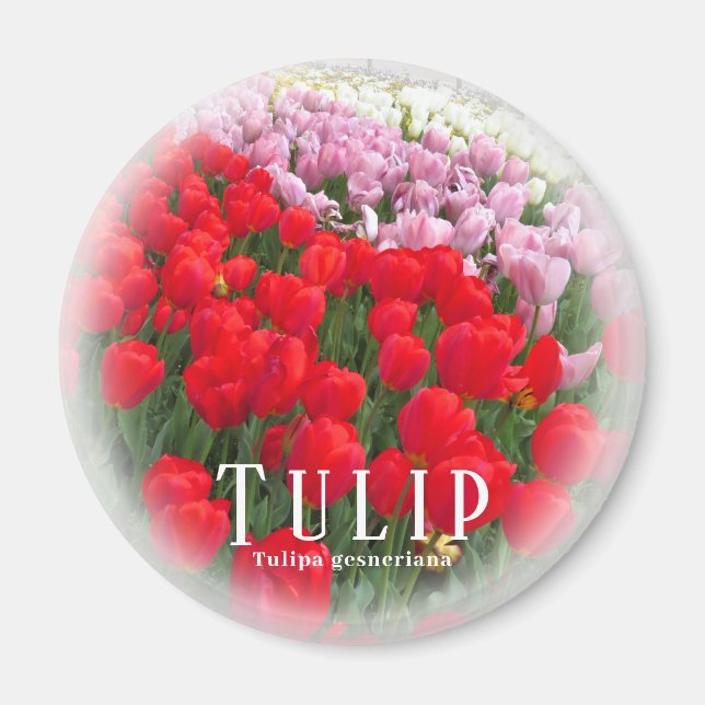Aimant Tulipe (Devant)