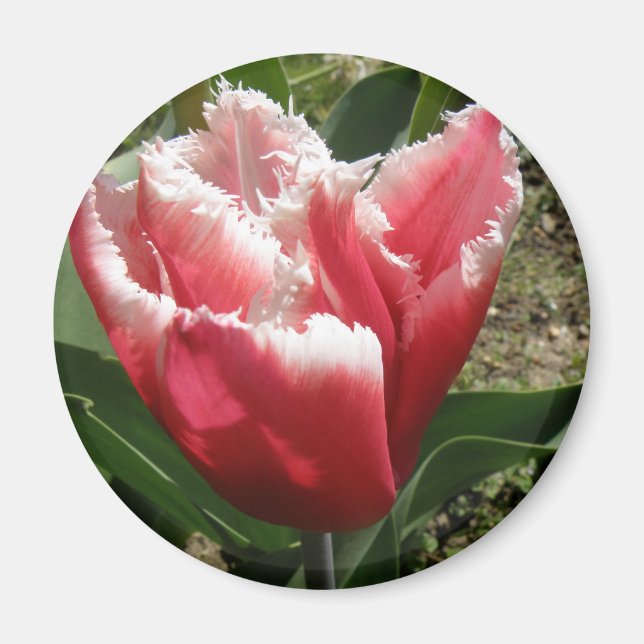 Aimant Tulipe à franges roses (Devant)