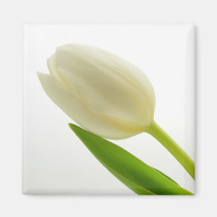 Aimant Tulipe blanche