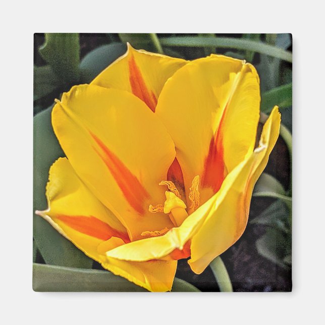 Aimant Tulipe Jaune en Fleur (Devant)