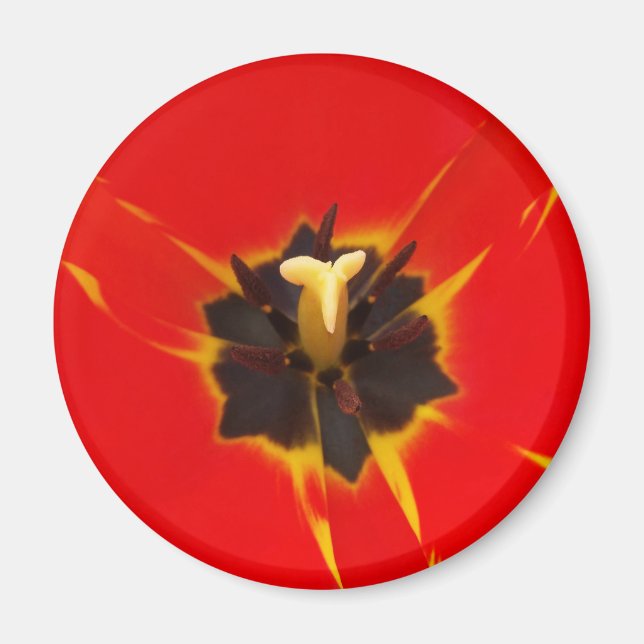 Aimant tulipe jaune rouge (Devant)