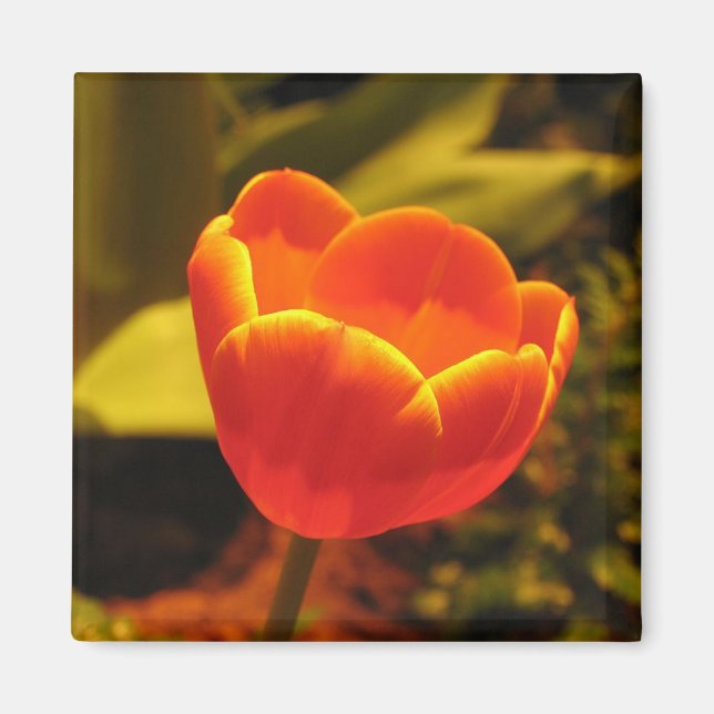 Aimant Tulipe orange (Devant)